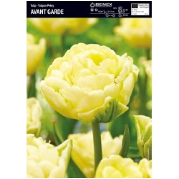 TULPES AVANT GARDE BENEX