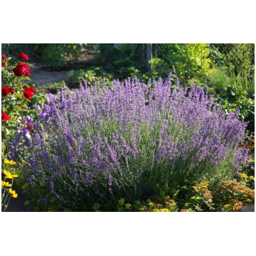 Lavandula angustifolia