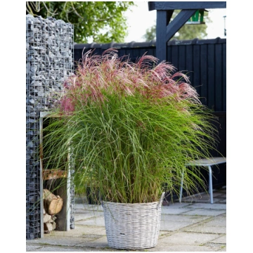 Miscanthus sinensis Red Cloud | A.M. ozoli