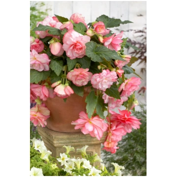Begonia tuberhybrida - Nokarenā Begonija iekaramie
