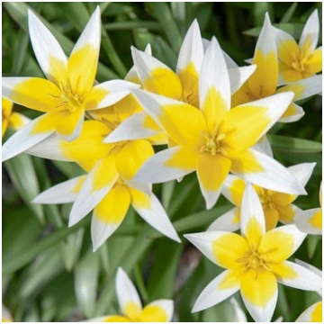 Tulpe savvaļas Tarda Tulipa Miscellaneous Tarda