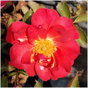 Sarkana - dobes floribundroze - maigi smaržīga roz