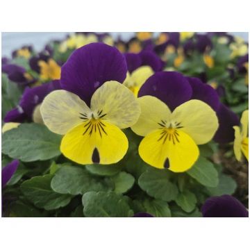 Viola cornuta Admire Limoncello Purple Wing | A.M.