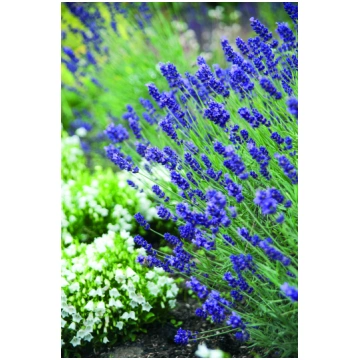 Lavandula angustifolia Hidcote Blue | A.M. ozoli