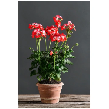 Colombina Rossa - 12cm Ø