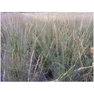 Molinia caerulea Edith Dudszus Donnadipiante - Ven
