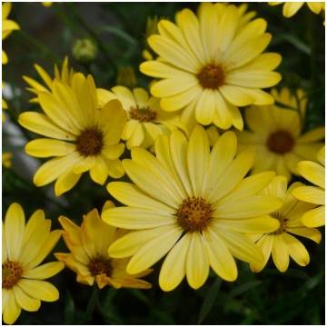 OSTEOSPERMUM SUMMERSMILE Light Yellow