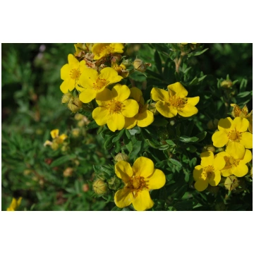 Potentilla fruticosa 'Jackman' (Parastā 