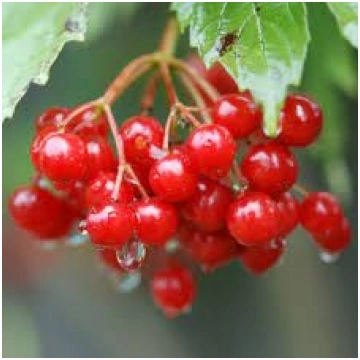 Viburnum opulus 'Krasnaja Grozd' (Parast