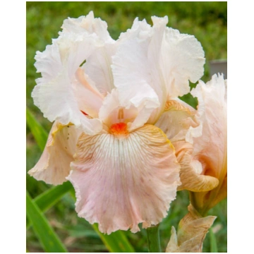 Iris germanica Frappe I | A.M. ozoli