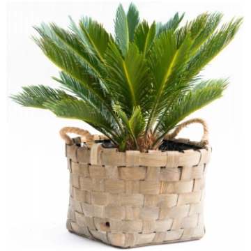 Cycas revoluta Donnadipiante - Vendita piante