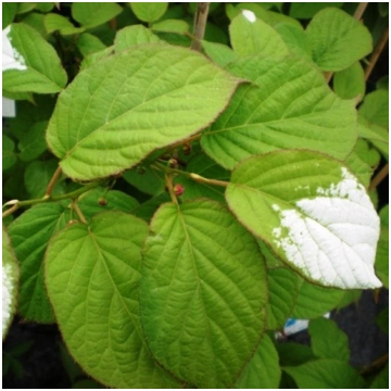 Kiwi Actinidia Apputeksnētājs Adams (Raiblapu) VĪR