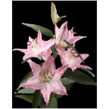 Pink Lily - Cut flowers - Flowers delivery in Daug