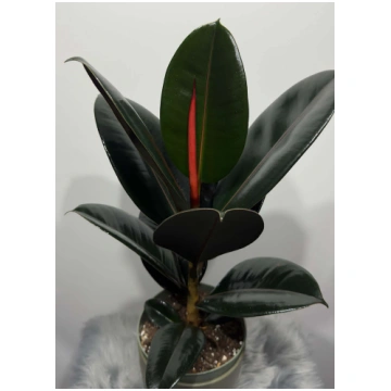 Ficus elastica Abidjan augi-plants