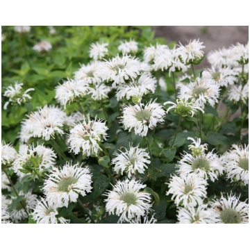 Monarda hybrid Bee-Bright I | A.M. ozoli