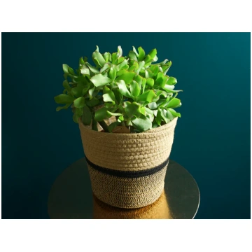 Naudas koks | Crassula ovata tacito
