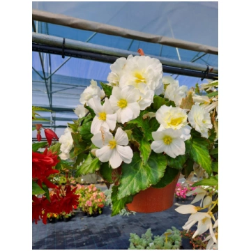 Begonia tuberhybrida - Nokarenā Begonija iekaramie