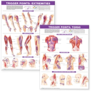 Trigger Point Chart Set: Torso & Extremities Lam A