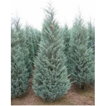 Juniperus scopulorum Moonglow | A.M. ozoli