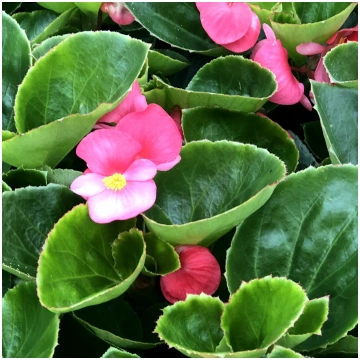 BEGONIA semperflorens SUPER OLYMPIA Rose