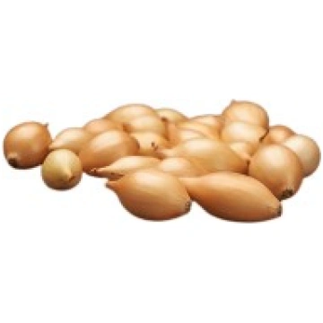 SĪPOLU STĀDIŅI SHAKESPEARE 21/24 0,5KG TOP ONION