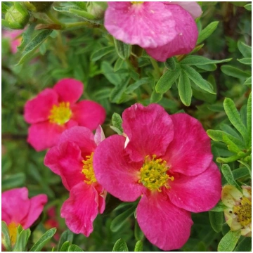Klinšrozīte, parastā “Bellisima” /Potentilla fruti