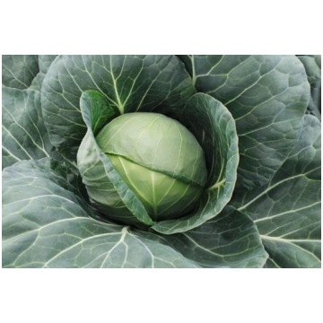 cavolo cappuccio verde FARAO