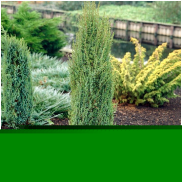 kadiķi parastie juniperus communis