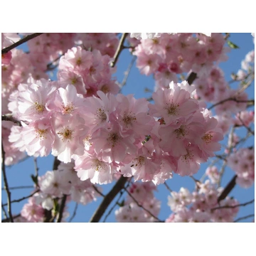 Sakura Prunus 'Accolade'