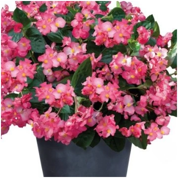 Begonija Benary BIG Deep Pink Green Leaf 7 gab