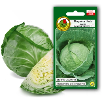 White Cabbage Roem Van Enkhuizen 2 PNOS Vegetable 