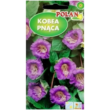 Kobejas violetas 6 gab Polan 12/2026