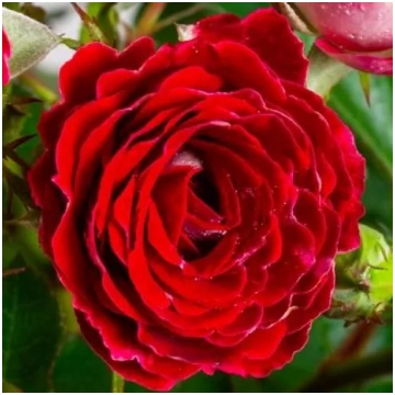Sarkana - balta - dobes floribundroze - maigi smar