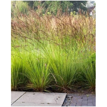 Molinia caerulea Edith Dudszus | A.M. ozoli