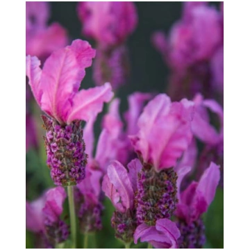 Lavandula stoechas Pink | A.M. ozoli