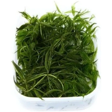 Ceratophyllum demersum 'Foxtail'