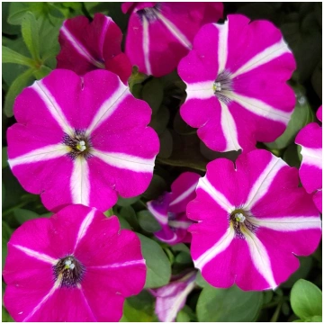 PETUNIA STAR Sangria Star PP